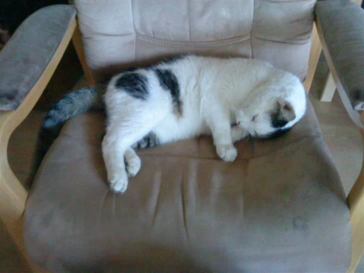 Huskat Felix billede 10