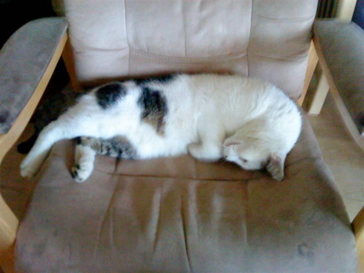 Huskat Felix billede 11