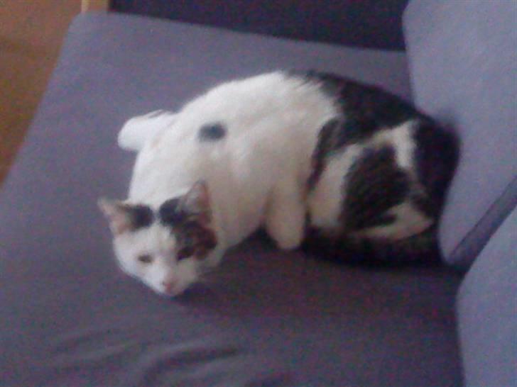 Huskat Felix billede 12