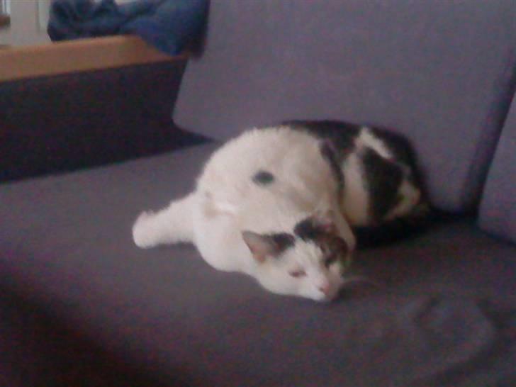 Huskat Felix billede 13