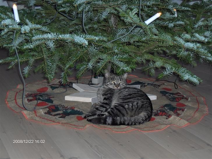 Huskat simba - jeg elsker gaver og julen men mest maden :P billede 1