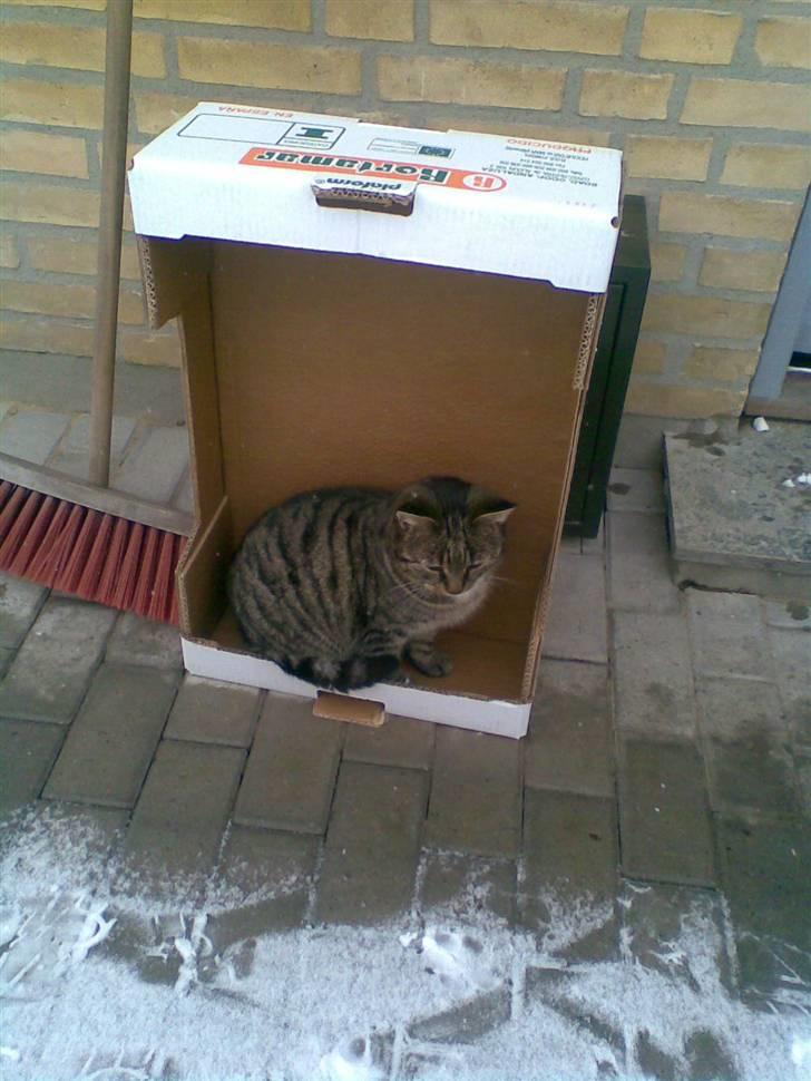 Huskat simba - dumme sne i don´t like it billede 2