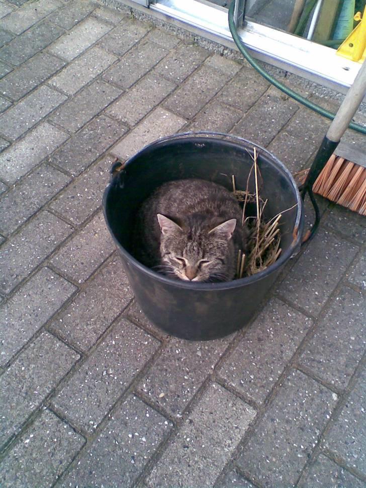 Huskat simba - spande med ukrudt i er det bedste jeg ved dejligt afslappende billede 3