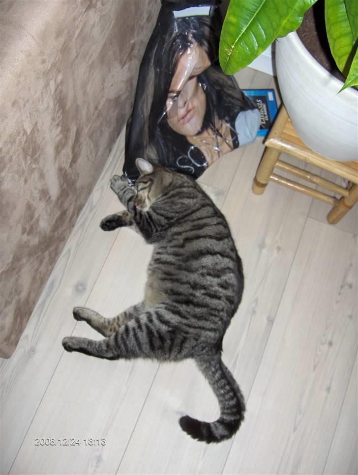 Huskat simba - hvorfor bliver der taget billeder af mig når jeg sover GÅ VÆK!!! billede 4