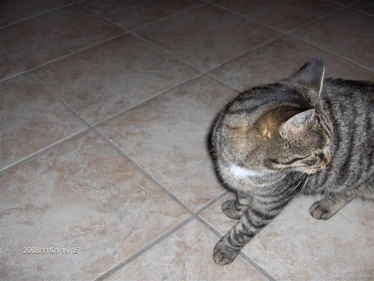 Huskat simba - her sider han og kigger efter min hund ricko billede 5