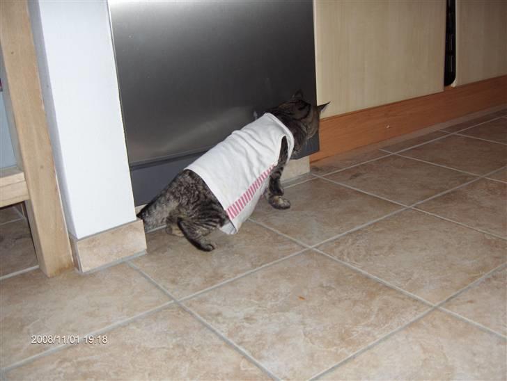 Huskat simba - her har jeg givet ham min dukke kjole på :) hi hi billede 6