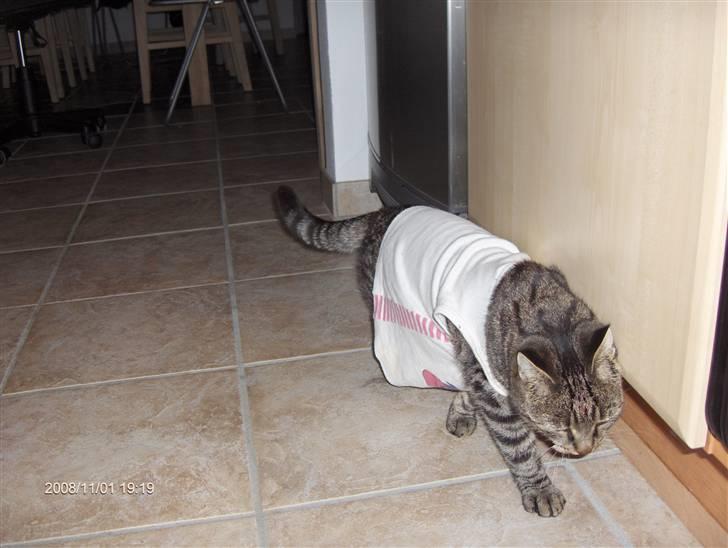 Huskat simba - her er han så igen med den kjole selv om han er en dreng det var til min føseldag det var en haloween fæst er han ikke fin billede 7