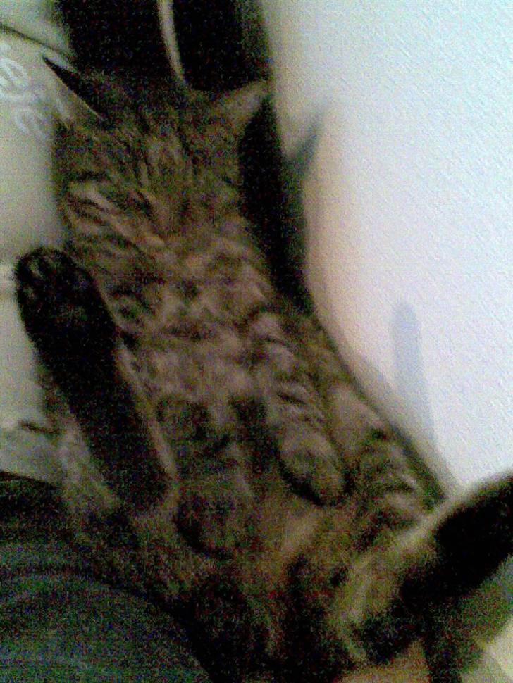 Huskat simba - det er simba som ligger og sover med sjove ben det linger kaninføder syns du billede 8