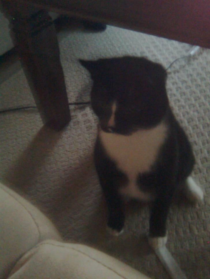 Huskat Gizmo - da er noget der som jeg vil ha billede 1