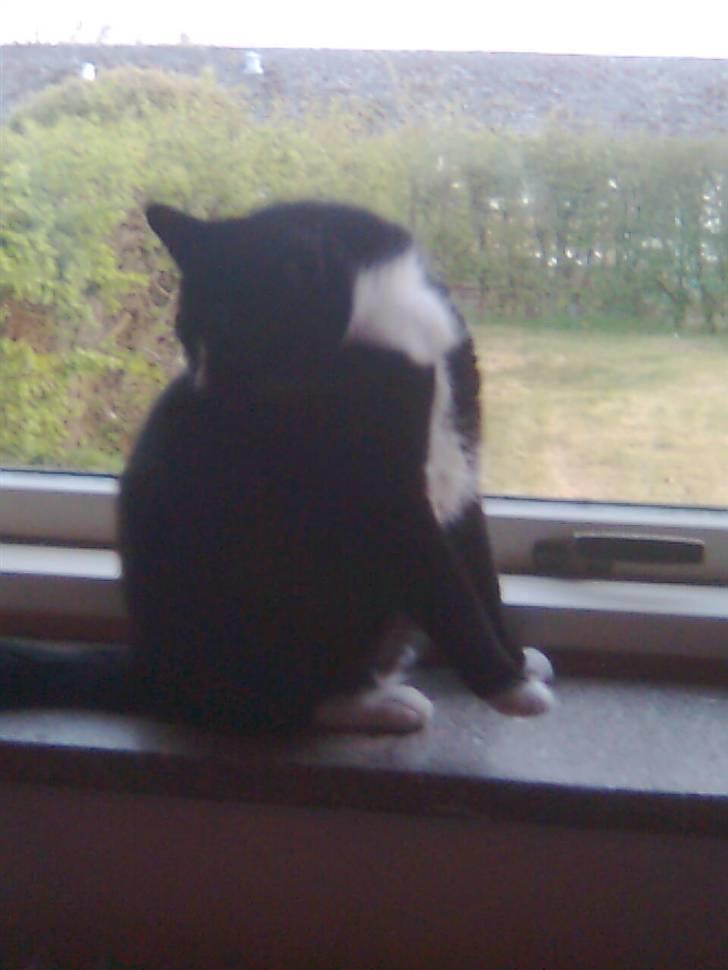 Huskat Gizmo - he lad være med at kig jeg er i bad billede 2