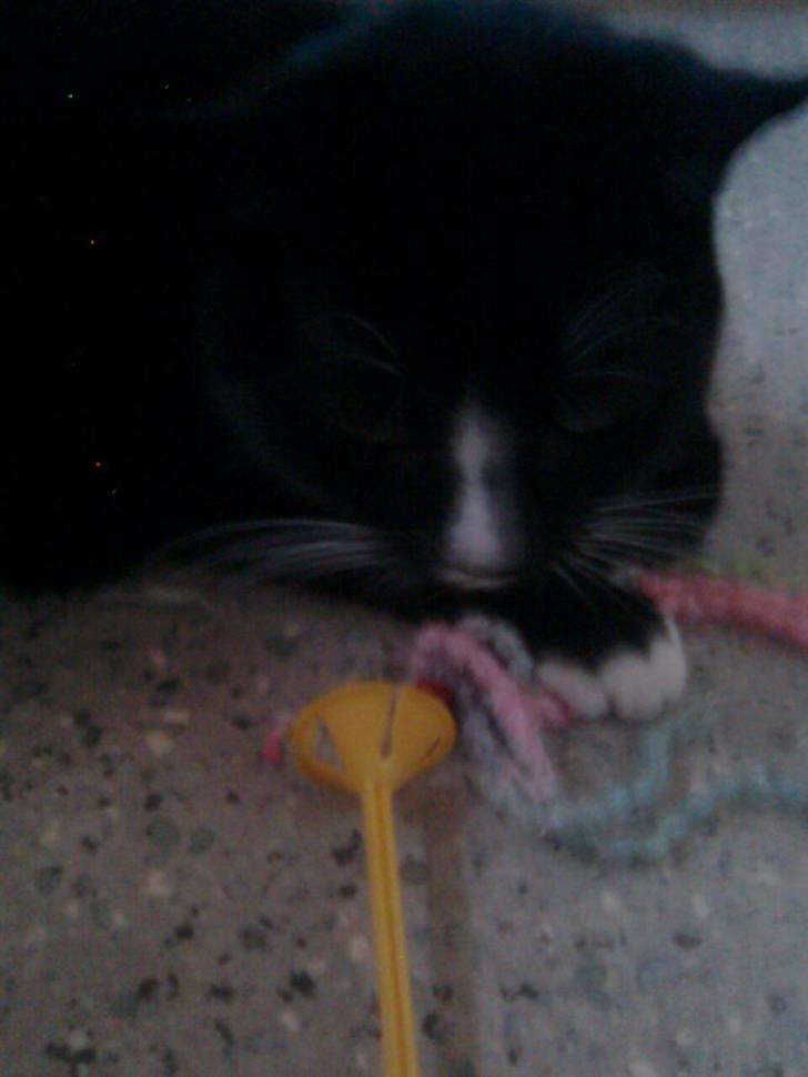 Huskat Gizmo - det min billede 3