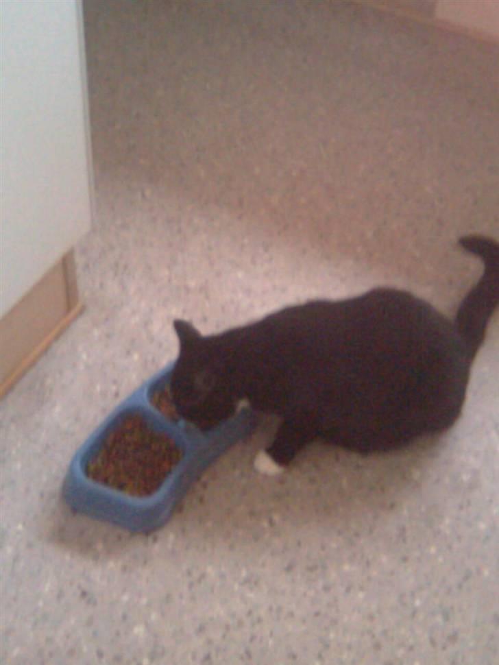 Huskat Gizmo - mmmmmmmmm mad billede 4