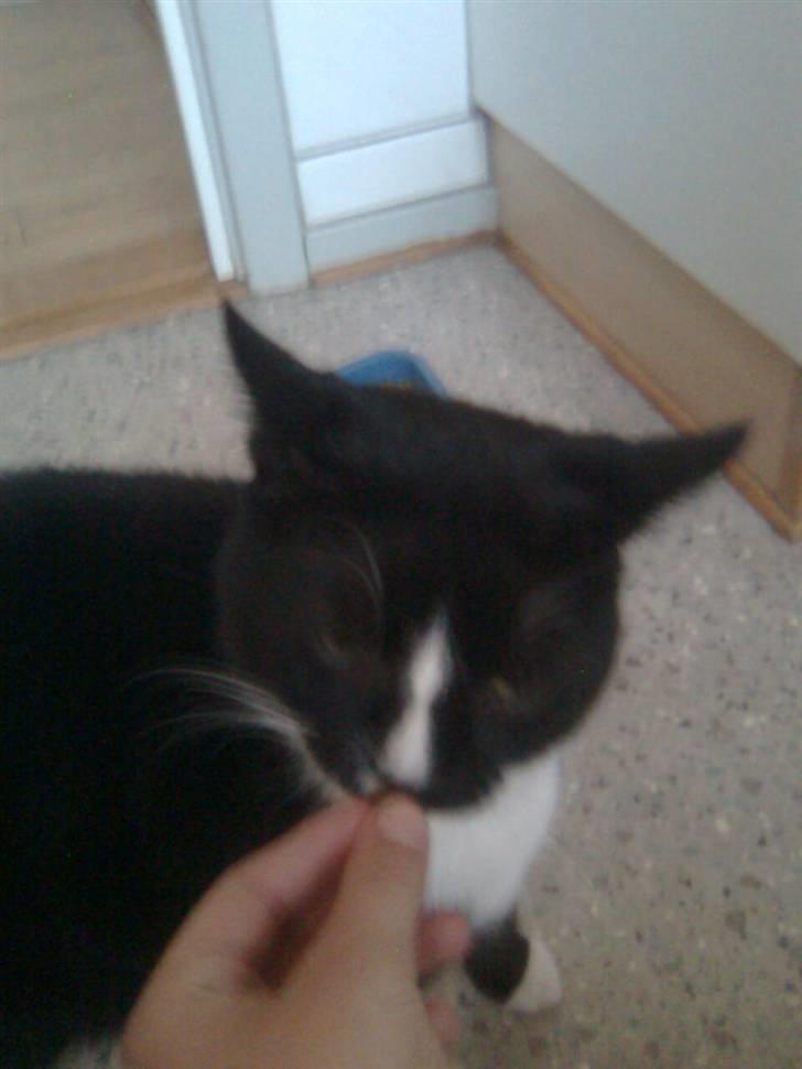 Huskat Gizmo - er det til mig billede 5