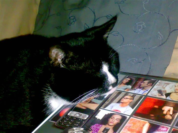 Huskat Gizmo - ser er der noget spende billede 6