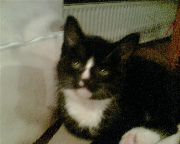 Huskat Gizmo - hej :D billede 7