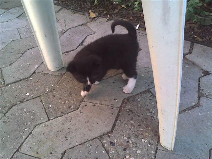 Huskat Gizmo - Gizmo som killing... med krølle på halen :D billede 8