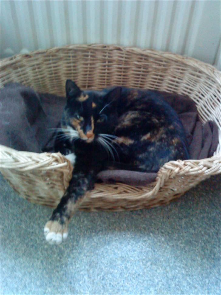 Huskat Paber von Mivsen Bæverdin billede 14