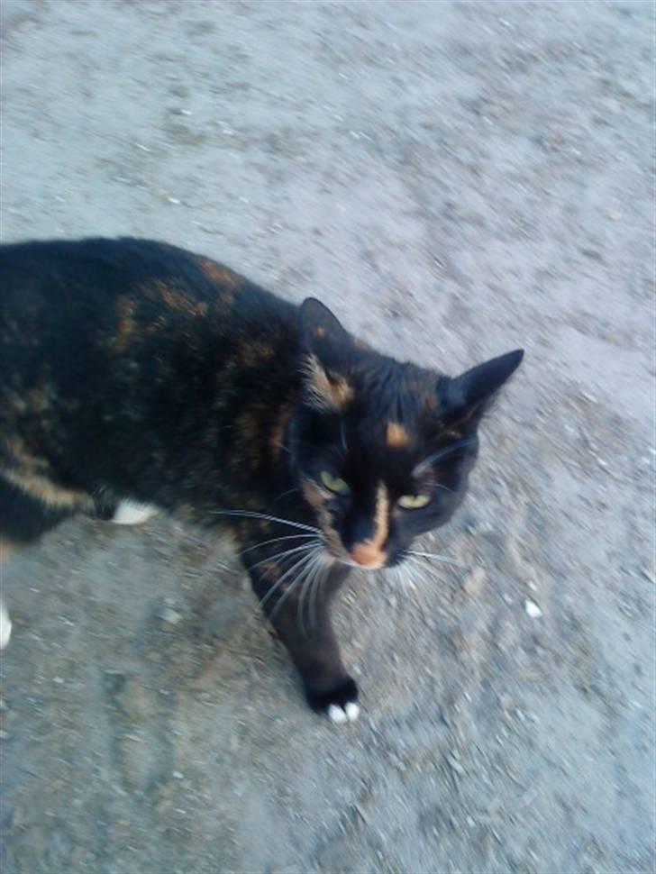 Huskat Paber von Mivsen Bæverdin billede 16