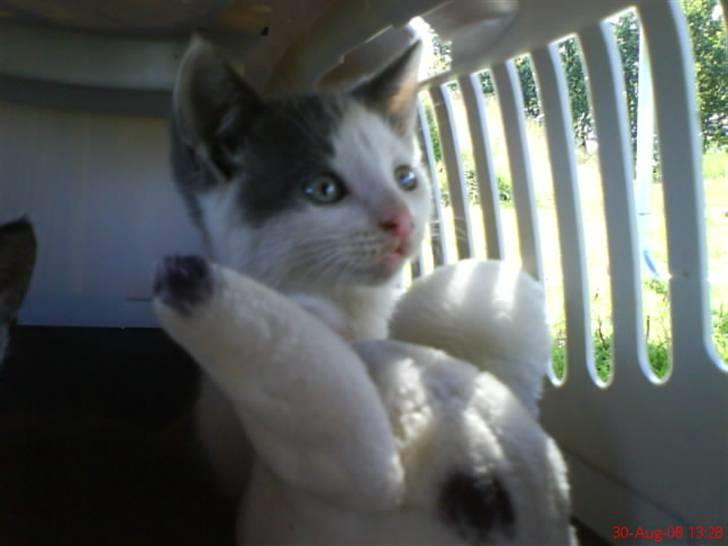 Huskat Oliver R.I.P billede 16