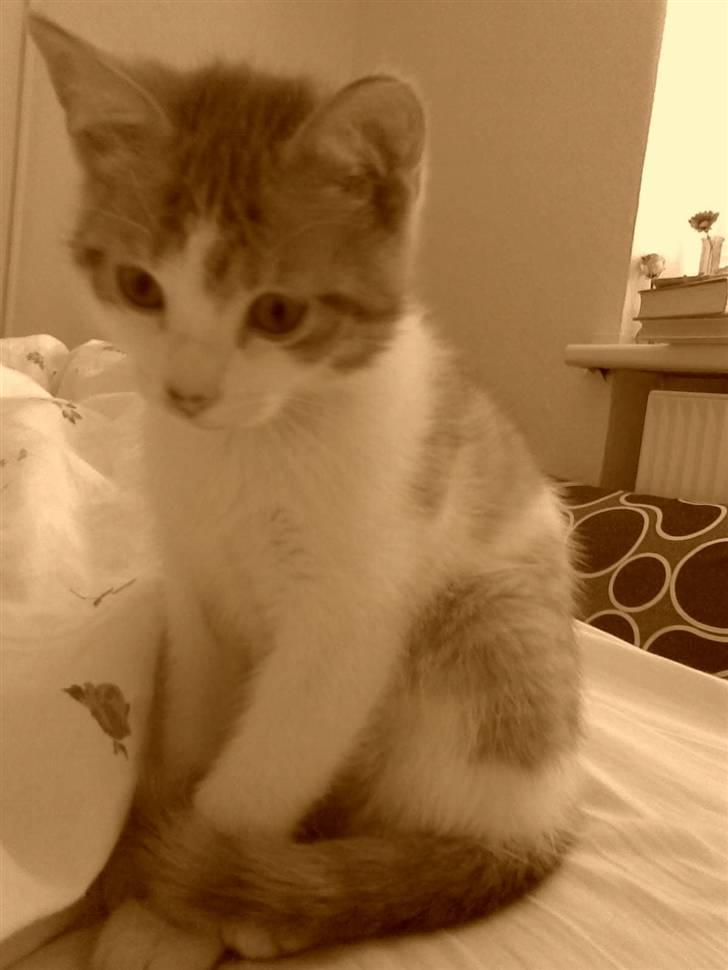 Huskat Luske <3 - min dejlige luske da vi næsten lige har fået vores lejlighed. ca. 14 uger. billede 1