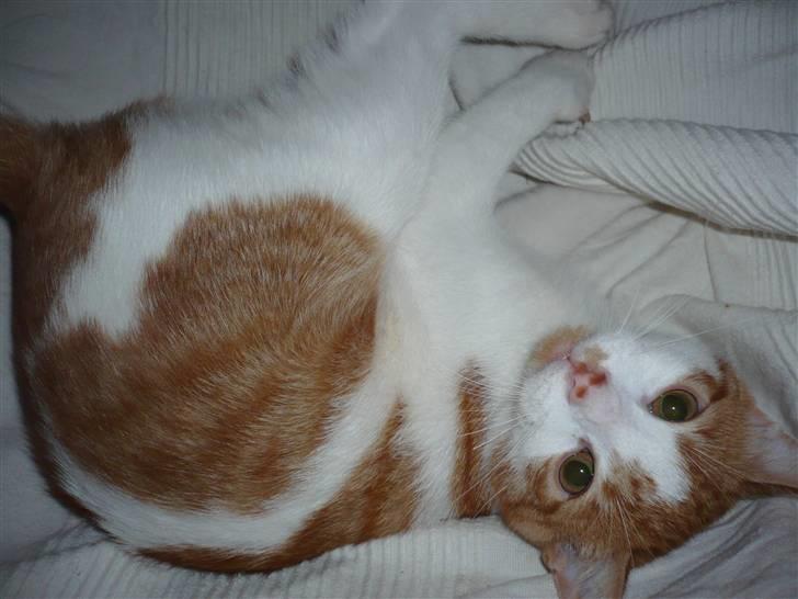 Huskat Luske <3 - her ligge han og hygge sig.. og fylder hele stolen.. heh billede 2