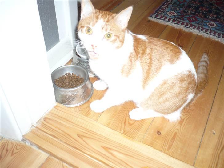 Huskat Luske <3 - Han ser lidt forpustet ud, hvor han har løbet for meget rundt og trænger til lidt mad. billede 3