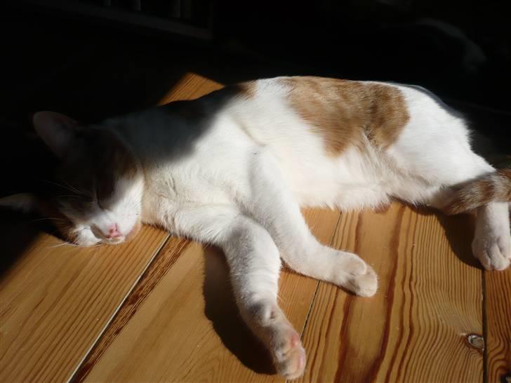 Huskat Luske <3 - Så lægger vi lige og nyder solen, den er jo  så dejlig varm.. han elsker det. billede 4