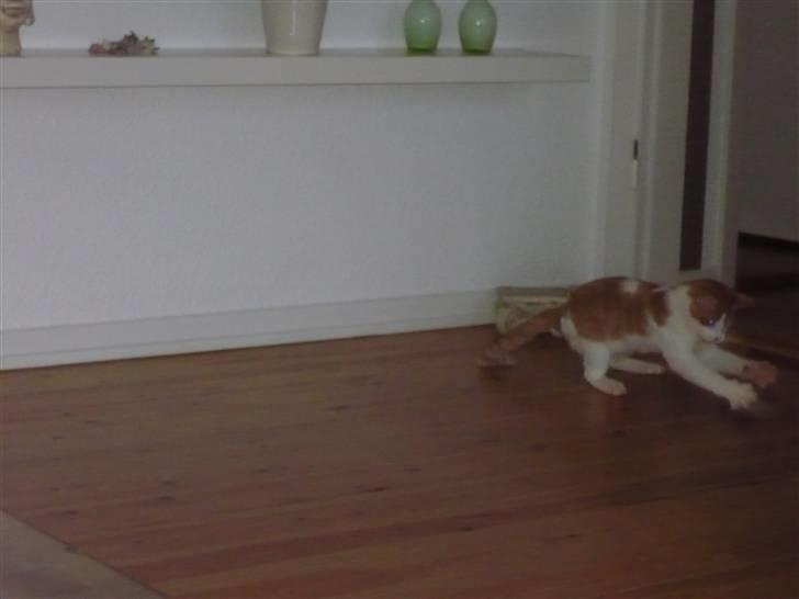 Huskat Luske <3 - billede siger alt. billede 5