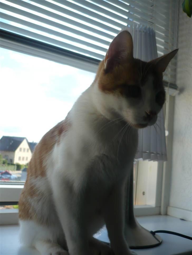 Huskat Luske <3 - Se lige de flotte  muskler..  billede 6