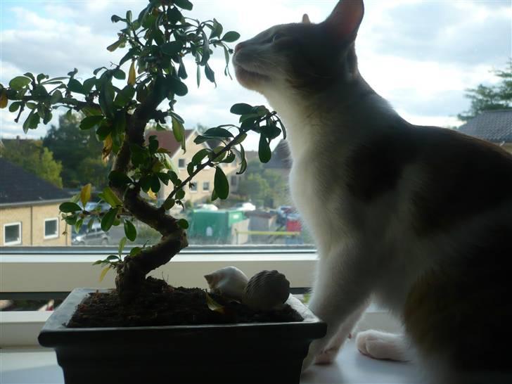 Huskat Luske <3 billede 7