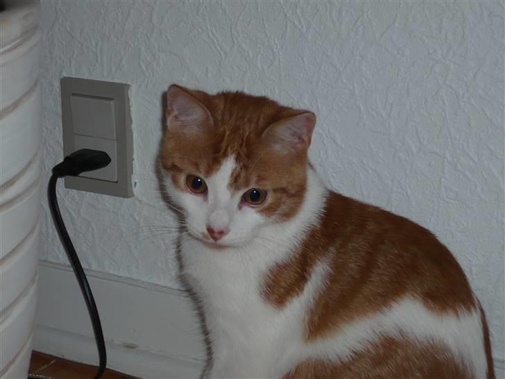 Huskat Luske <3 - Sød kan han også se ud. billede 8