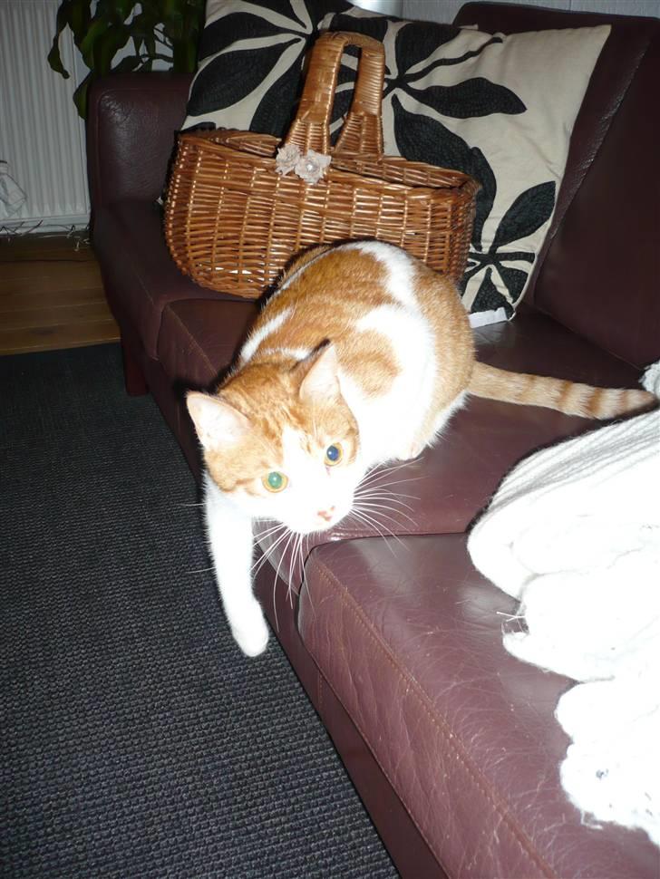 Huskat Luske <3 - Ved ikke lige hvad han har set, men fanges skal det vist. billede 9