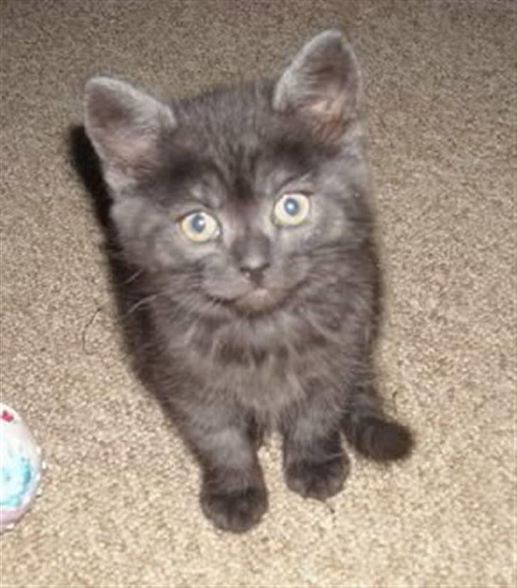 Blanding af racer Misser <3 - Min lille nye kat. får hende fredag den 15 maj. kan slet ikke vente billede 1