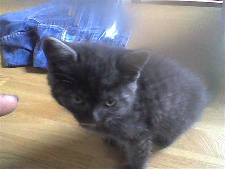 Blanding af racer Misser <3 - tror lige hun er vågnet. billede 2