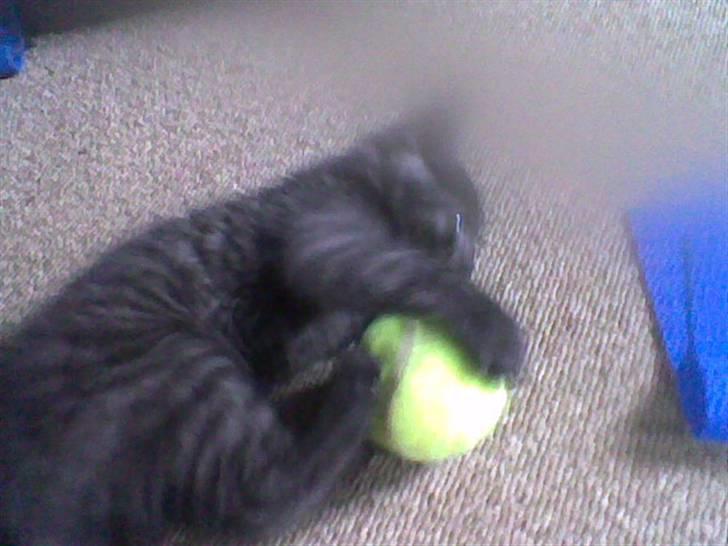 Blanding af racer Misser <3 - er hun ikke sød.. billede 3