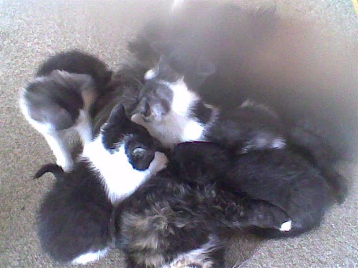 Blanding af racer Misser <3 - Her lægger hun sammen med sin mor og de andre søskende, tror det er hende der lægger oppe ved forbenene. billede 4