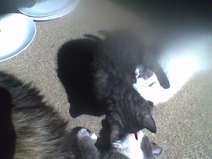 Blanding af racer Misser <3 - Hun er vist en lille fræksak, drengene klare hun nemt. billede 5