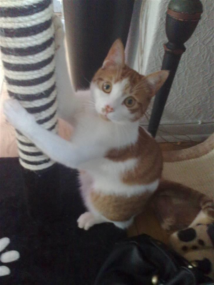 Huskat Luske <3 - Han elsker at hoppe op af sit krasetræ især hvis jeg lægger en fjer for oven . også får fjeren bare hele turen.. D. 24/4-09 billede 10