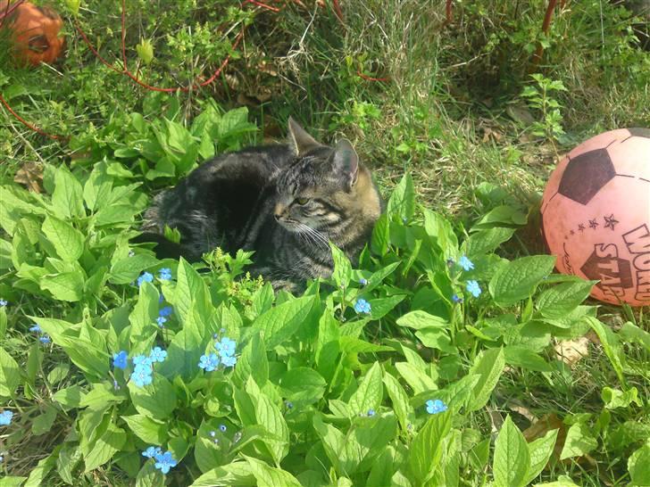 Blanding af racer Miv billede 17