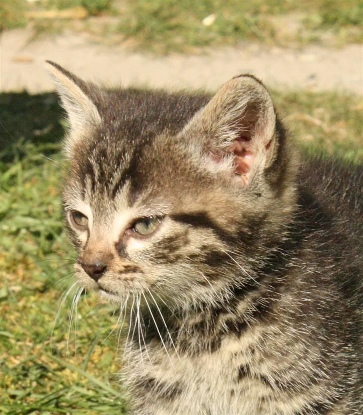 Huskat VRCL's Dumbo R.I.P billede 1