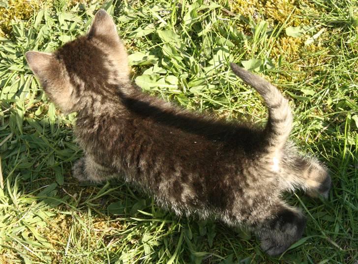 Huskat VRCL's Dumbo R.I.P billede 2