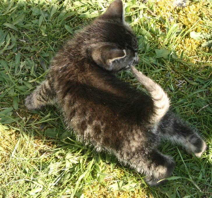 Huskat VRCL's Dumbo R.I.P billede 3