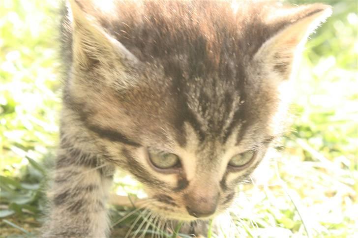 Huskat VRCL's Dumbo R.I.P billede 4