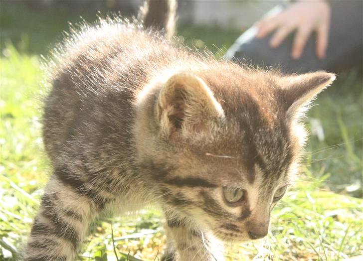 Huskat VRCL's Dumbo R.I.P billede 5