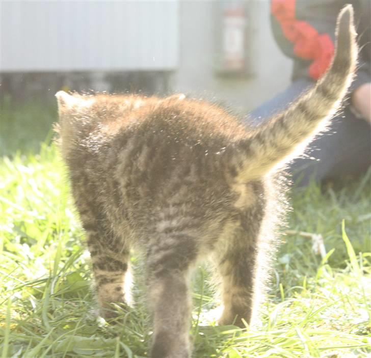 Huskat VRCL's Dumbo R.I.P billede 6