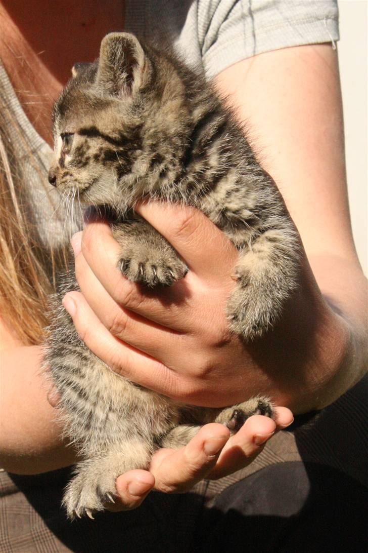 Huskat VRCL's Dumbo R.I.P billede 7