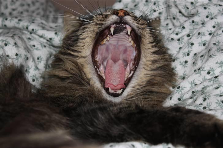 Blanding af racer | Gismo | - Billed taget af: Rikke Rudkjøbing billede 15