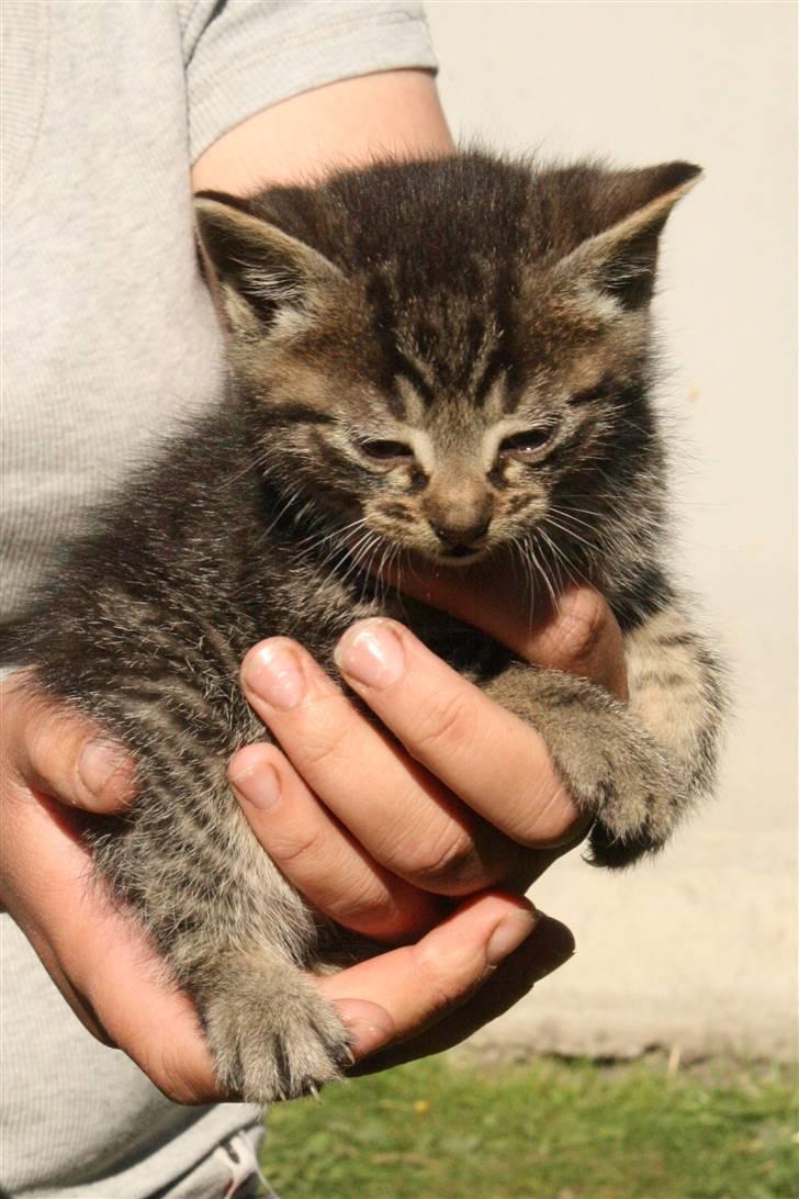 Huskat VRCL's Dumbo R.I.P billede 8