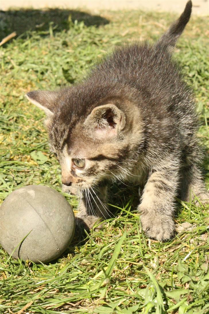 Huskat VRCL's Dumbo R.I.P billede 9