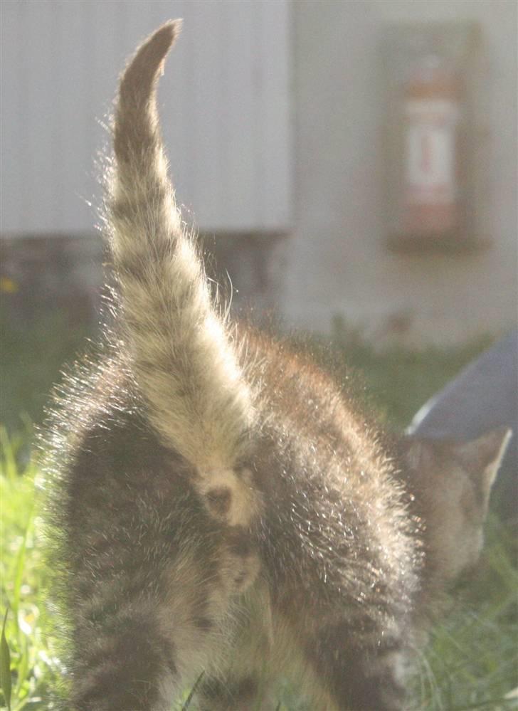 Huskat VRCL's Dumbo R.I.P billede 10